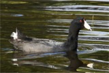 American Coot